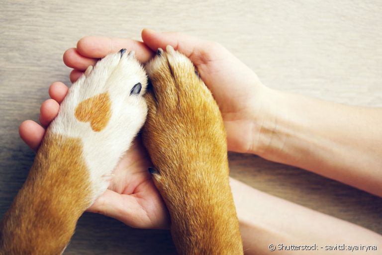 Três "mães de pet" falam como superaram esse momento