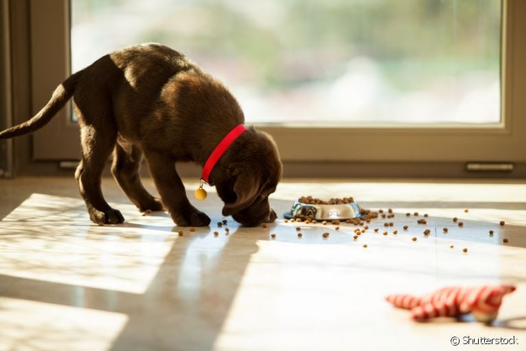 Descubra qual é a melhor forma de oferecer a ração para seus cachorros filhotes ou idosos
