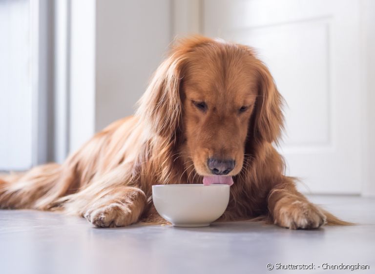 Conheça os tipos de potes para colocar a ração do seu cachorro