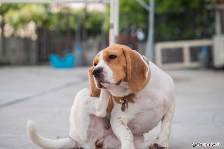 A otite canina pode provocar muito desconforto no seu cãozinho; coceira e produção de cera são sinais