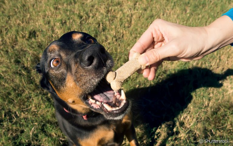 A verdade é que os cachorros amam petiscos. Descubra a melhor forma de oferecer esses alimentos ao seu cãozinho!