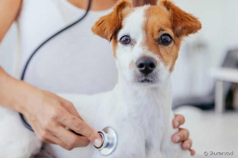 Vale a pena contratar um plano de saúde para cachorro? Veja as vantagens desse tipo de serviço!