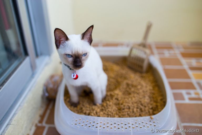 Entenda porque os gatos escondem as fezes