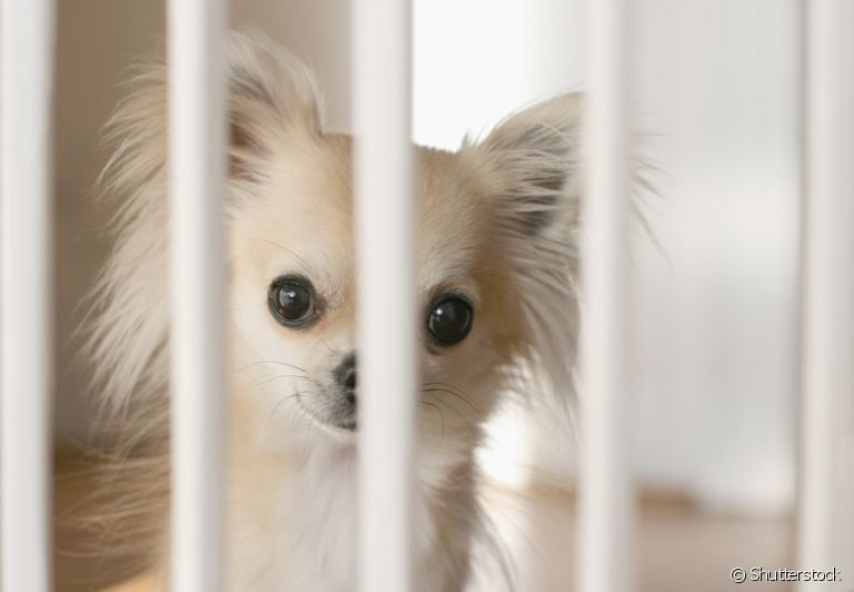 Portão para cachorro pode te ajudar a garantir a segurança e evitar destruições em casa