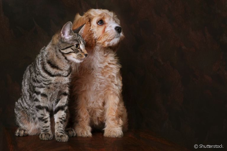 Saiba tudo sobre a sarna em gatos e cachorros