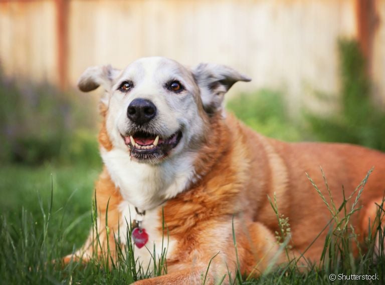 O cachorro idoso precisa de adaptações nos cuidados e as vitaminas, certamente, entram na lista