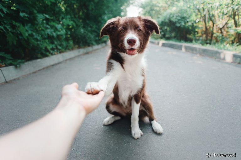 Patas de cachorro: descubra como você pode cuidar melhor dessa parte do corpo do animal no dia a dia