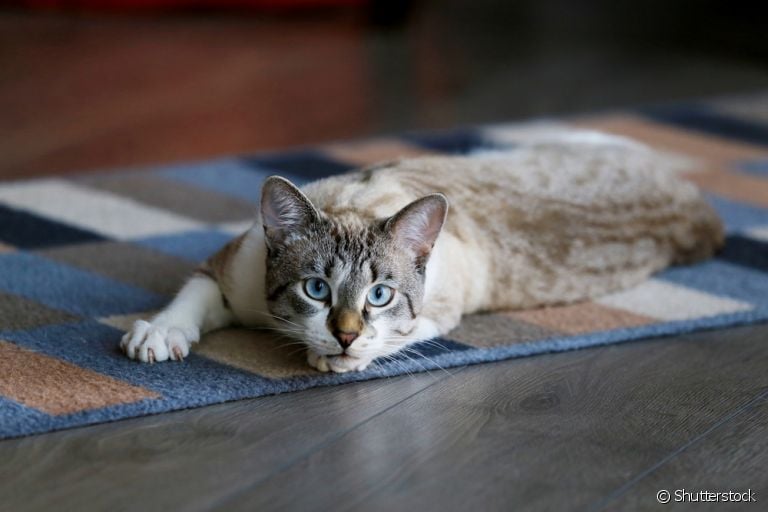 Manter o gato dentro de casa contribui para que ele viva uma vida mais longa e tranquila ao seu lado!