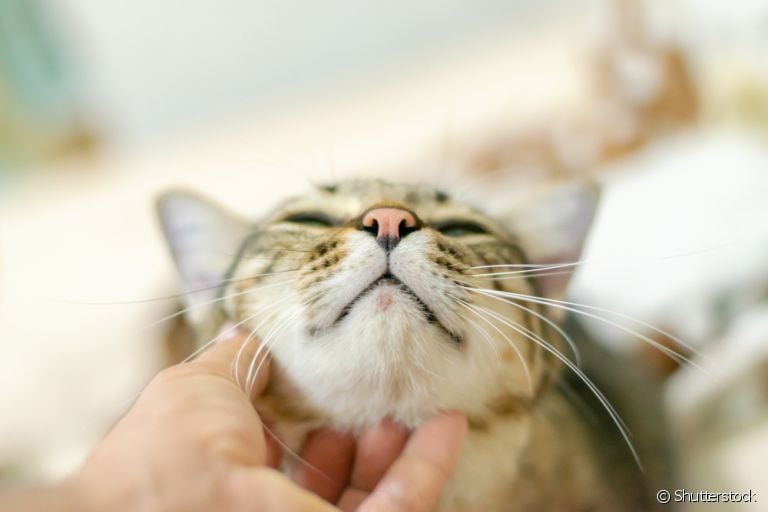 O carinho no queixo é uma das principais formas de procurar a acne felina no seu gato