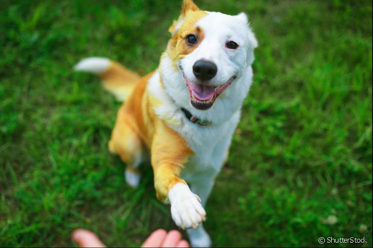 Adestramento de cães: você mesmo pode ensinar o seu cachorro os comandos básicos. Veja como!