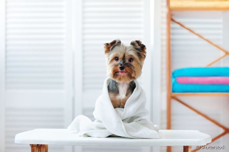 Banho seco é a melhor opção de higienização do animal em dias mais frios!