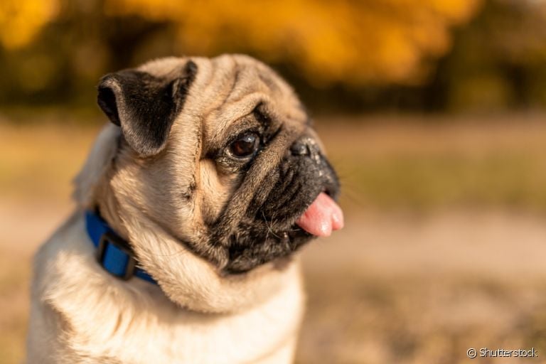  Seu cachorro está com falta de ar? Saiba identificar os sintomas! 