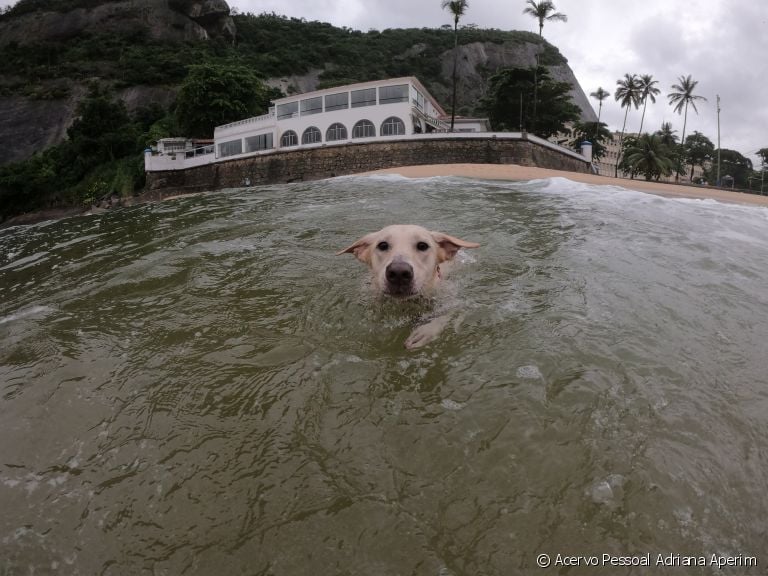  Praia e piscina para cachorro são boas opções de lazer? Dá uma olhada no que esses veterinários falaram sobre isso! 