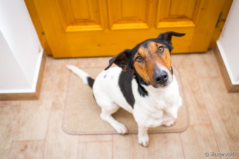 Um adestrador de cachorro deu as dicas para melhorar o problema do cachorro que pula nas visitas