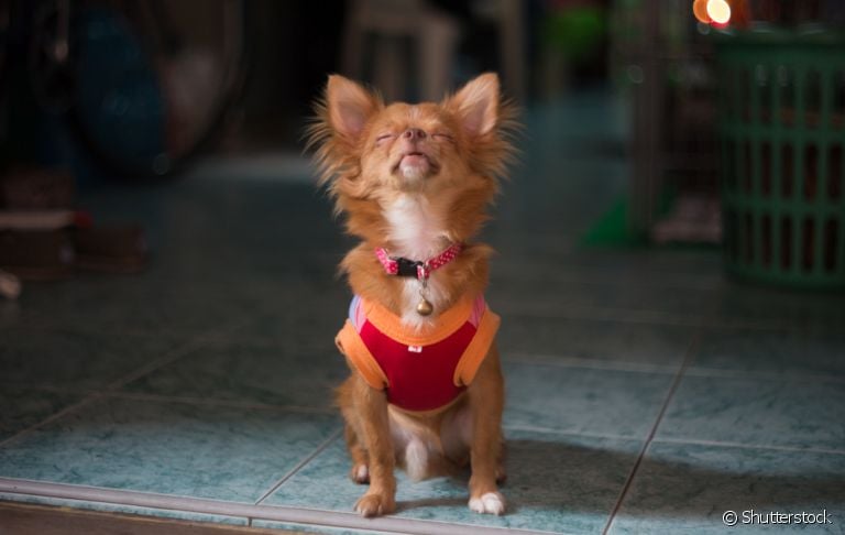 Descubra por que o seu cachorro tem latido mais do que o normal em casa