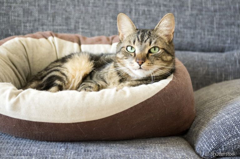 Cama para gato: saiba como escolher a ideal para o seu felino!