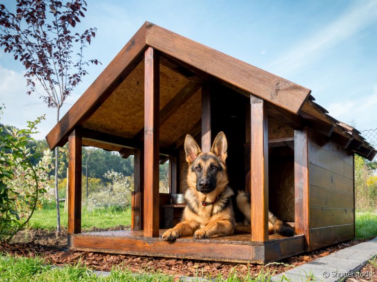 Casinha de cachorro: existem muitos modelos, cores e tipos. Veja como escolher a opção ideal para o seu cãozinho!