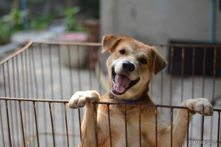 O cercado para cachorro precisa ser utilizado com responsabilidade para não traumatizar o animal!
