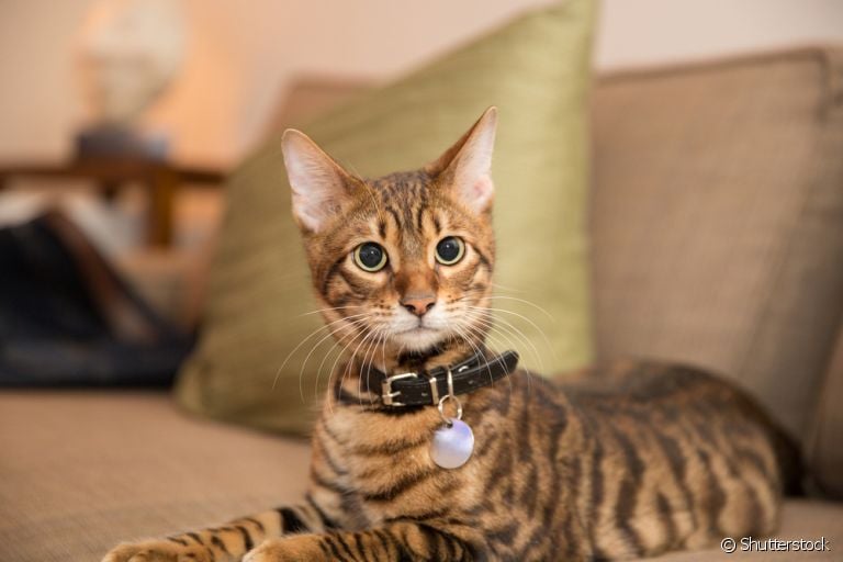 A coleira para gato pode ser uma opção para garantir mais segurança. Conheça os diferentes modelos e suas utilidades!