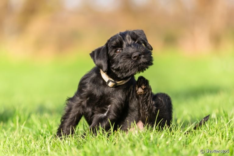 Como tirar carrapato de cachorro: descubra as melhores formas de acabar com o problema na sua casa