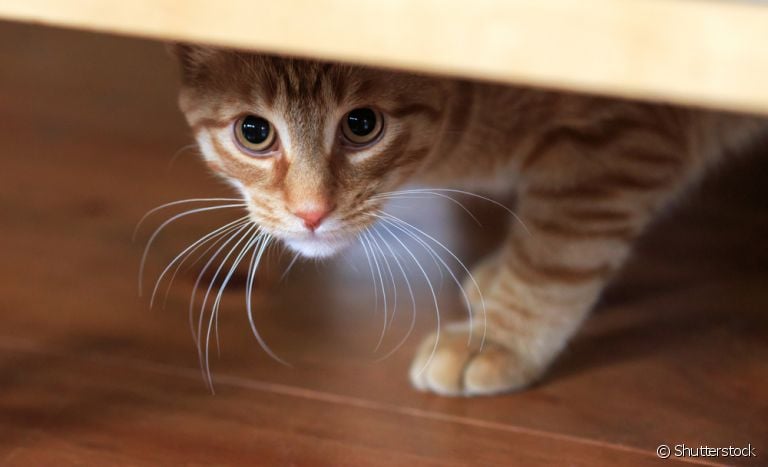 Um gato medroso pode acabar tendo problemas mais sérios no futuro, como a ansiedade. Para evitar isso, confira dicas para acalmar o felino!