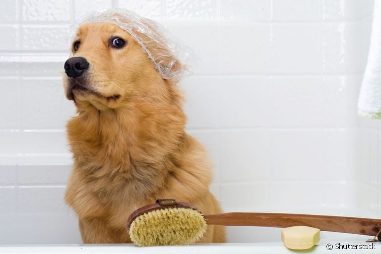 Cachorro medroso: descubra como você pode fazer para naturalizar a hora do banho para o seu amigo!