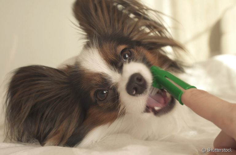 Como escovar os dentes do cachorro? Separamos algumas dicas e passos que vão te ajudar nessa tarefa!