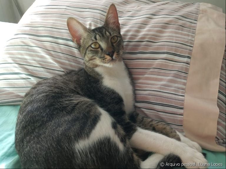 Quais os cuidados com a orelha de gato? Os felinos conseguem fazer toda a sua higiene, mas é preciso atenção com a limpeza da orelha e ouvido.