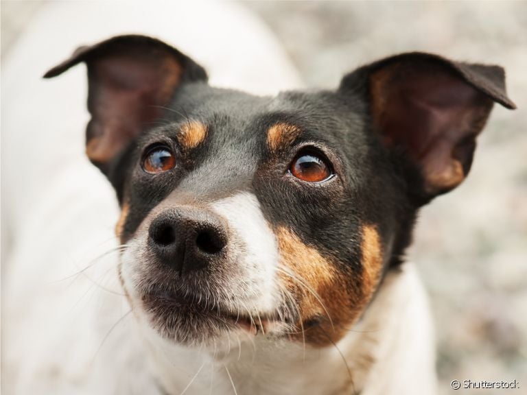 Conjuntivite em cachorro pode ser bem comum. Entenda mais sobre o problema e saiba como cuidar dos olhinhos do seu pet.