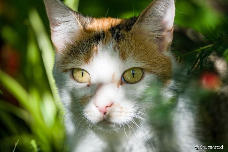 Conjuntivite felina pode ser muito comum. Conheça as causas do problema e saiba como prevenir esse incômodo no seu gatinho!