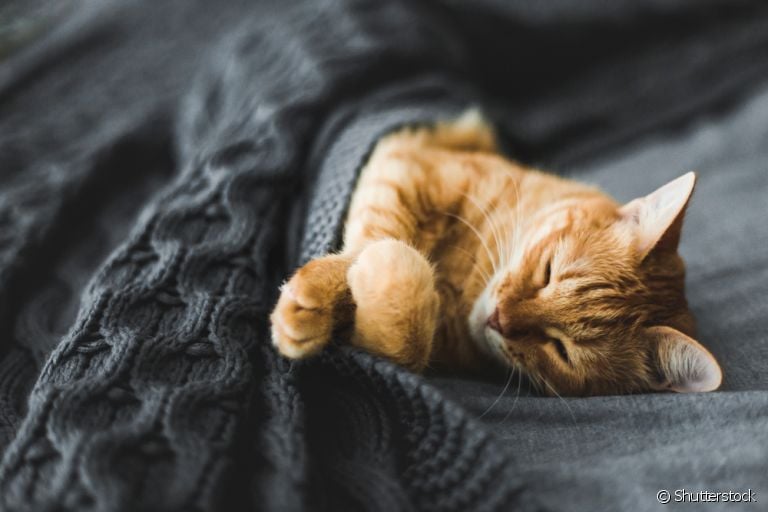 Dormir com o gato é uma atividade cheia de vantagens para vocês dois: dá uma olhada!