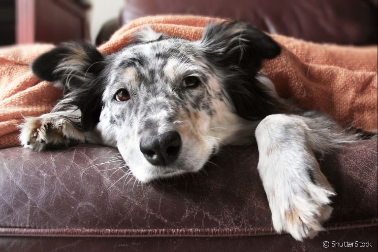 Dirofilariose Canina ou Verme do Coração: a doença pode ser fatal para os caninos. A prevenção é essencial!