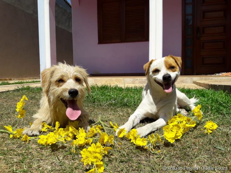 Conheça histórias e veja como os filhotes de cachorro têm os irmãos mais velhos como exemplo para tudo!