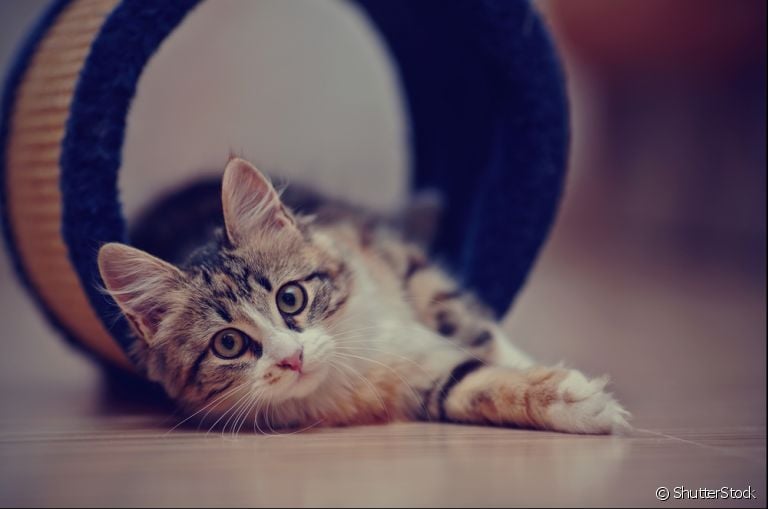 Feridas em gatos podem significar muitas coisas e é importante observar com atenção para obter o diagnóstico correto!