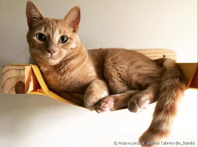 Gatificação: prateleiras para gatos, redes, nichos... os felinos gostam de estar no alto por se sentirem mais seguros. Saiba mais sobre isso!