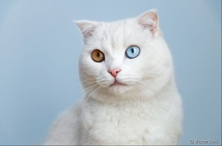 Gato com Heterocromia: condição dos olhos de cores diferentes não costuma apresentar problemas aos animais