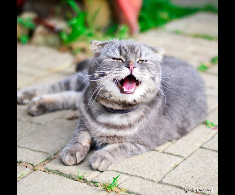 Gato espirrando pode significar muitas coisas. Antes de ir ao veterinário, observe como está e se há secreção