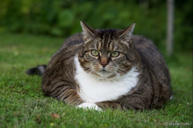 Gatos obesos são muito fofos, mas a obesidade pode apresentar doenças sérias! Descubra como evitar que o seu amigo fique acima do peso.