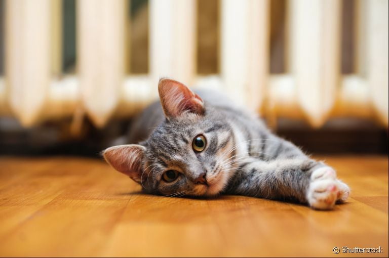 Giárdia em gatos: saiba como prevenir e tratar essa doença tão comum nos felinos
