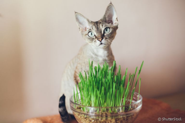 Grama para gatos: os felinos amam e esse comportamento traz alguns benefícios à saúde!