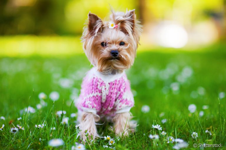 Veja a opinião de uma veterinária sobre a gripe canina!