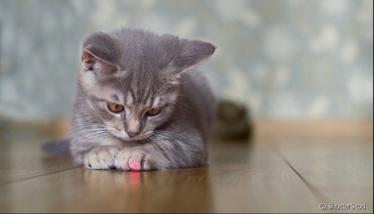 Laser para gatos: entenda o motivo para usar esses acessório com moderação!