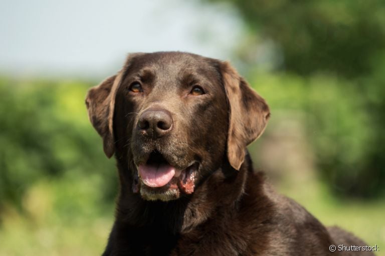 Leptospirose canina pode comprometer toda a saúde do seu animal. Fique atento aos sintomas, causas e prevenção
