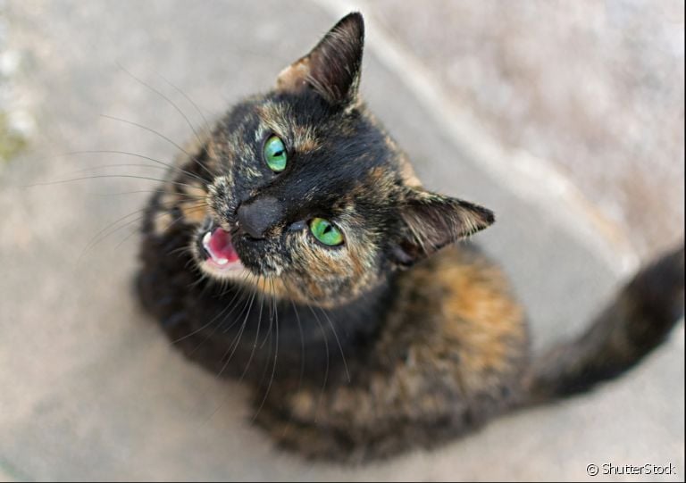 Leucemia felina: essa doença é bem comum nos gatinhos. Saiba como prevenir e quais os sintomas mais comuns.