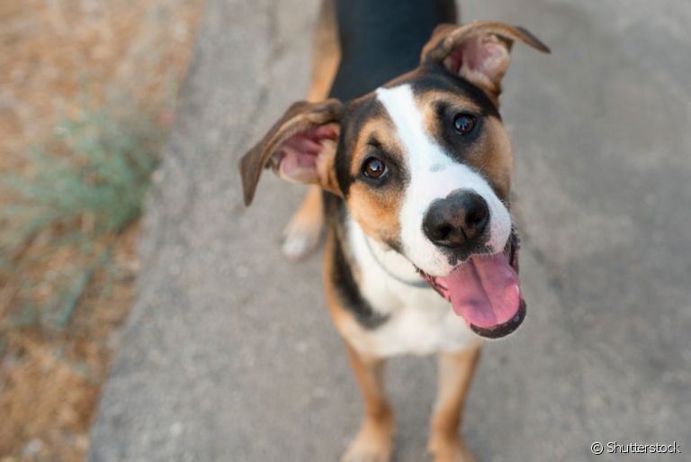 Conheça as principais características dos cachorros dominantes e submissos