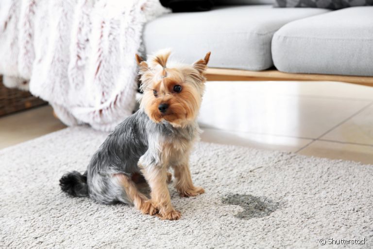 O que fazer para o cachorro parar de marcar território? Entenda os motivos do xixi fora do lugar e como corrigir.