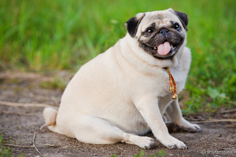 A obesidade canina é um problema sério que deve ser tratado com o veterinário: descubra mais sobre a condição aqui!