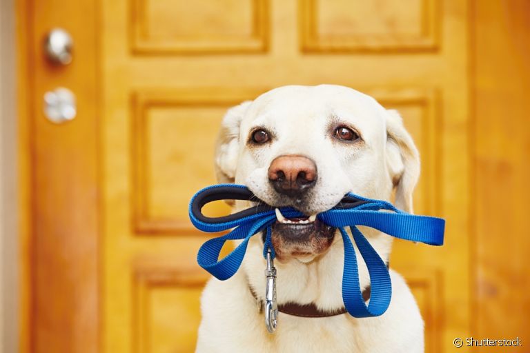 Passear com cachorro pode trazer muitos benefícios para a saúde e qualidade de vida do animal