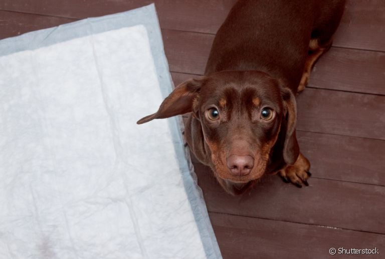 Não importa se o seu cachorro é filhote ou adulto: é possível ensiná-lo a fazer xixi no lugar certo com uma rotina de treinos. Veja algumas dicas!