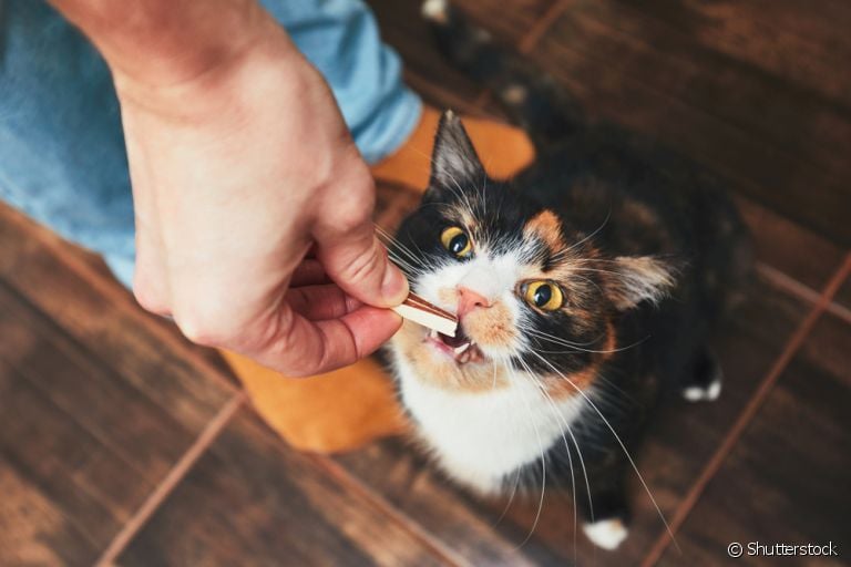 Petiscos de gato podem fazer o dia a dia do seu amigo bem mais feliz